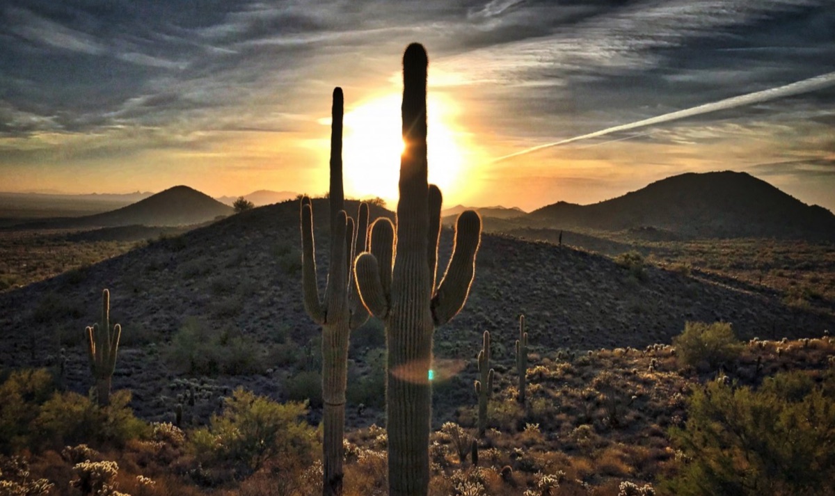 Cacti silhouetted against a desert sunset